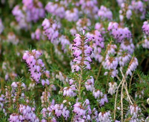 Heather 8P34D-01.JPG